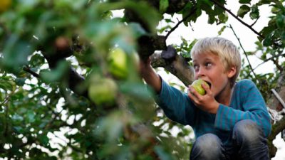 A little boy climbs in the green tree eating an apple to its core.